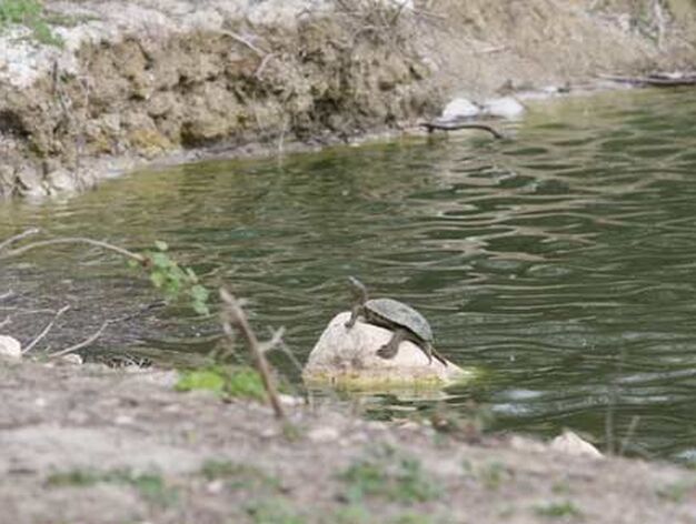 Una tortuga descansa fuera de una de las lagunas del municipio sevillano de Lantejuela.

Foto: Belen Vargas