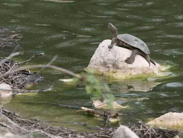 Una tortuga en el ecosistema h&uacute;medo de Lantejuela.

Foto: Belen Vargas