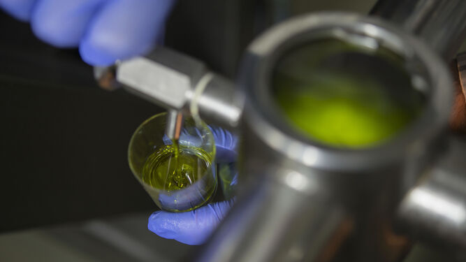 Un trabajador comprueba la calidad del aceite de oliva virgen extra una vez filtrado en su elaboración para obtener el aceite temprano.