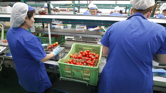 Las variedades de tomate son uno de los cultivos más afectados por el brexit en Almería.