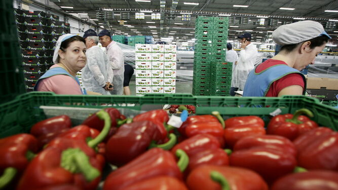 Trabajadoras manipulan pimiento en las instalaciones de Murgiverde, una de las diez empresas autorizadas para envíar esta hortaliza a Estados Unidos.