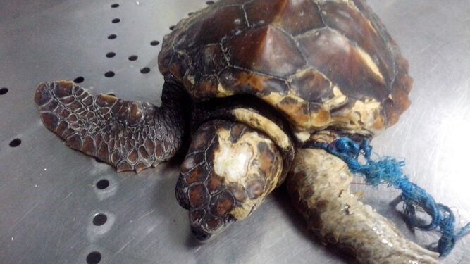 Una de las tortugas que Equinac ha atendido durante los últimos meses.