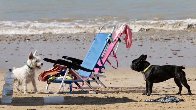 Dos perros disfrutan de un día de baño en una playa alejada.