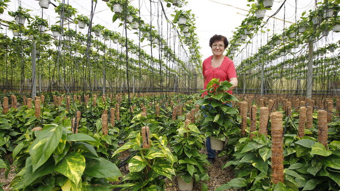 La provincia lidera las exportaciones andaluzas de semillas, plantas vivas y flores cortadas.