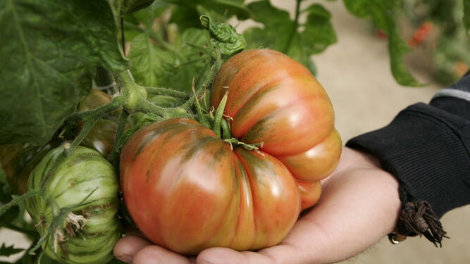 El tomate constituye una fuente saludable de fitoquímicos, aunque existen diferencias entre las variedades.