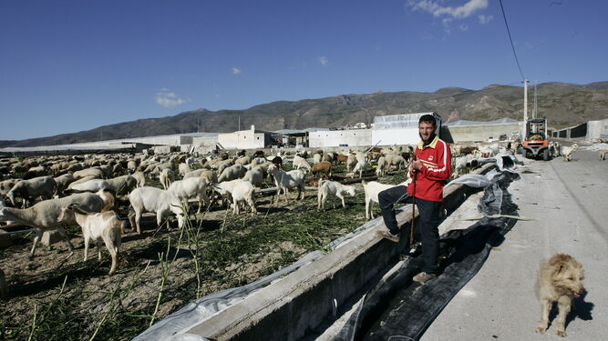El oficio de pastor se está perdiendo en muchas provincias andaluzas.
