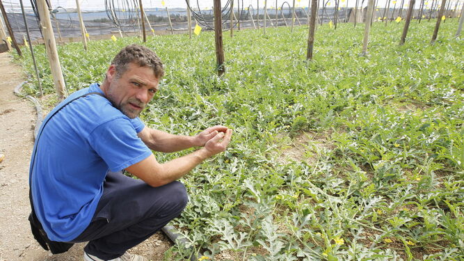 Raúl Gómez, joven agricultor de La Mojonera, ha vuelto a cultivar melón esta campaña, aunque menor cantidad.