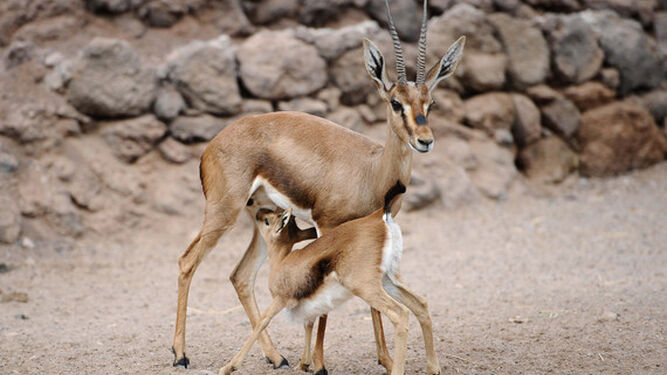 Las gacelas cuvier se aclimatan en su reintroducción en el norte de África
