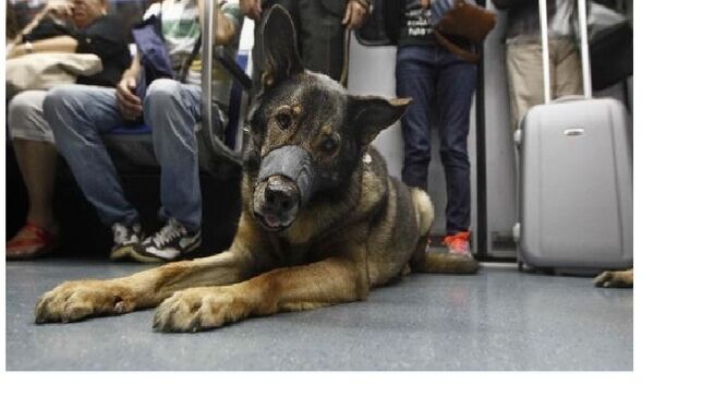 Los perros podrán viajar en autobús