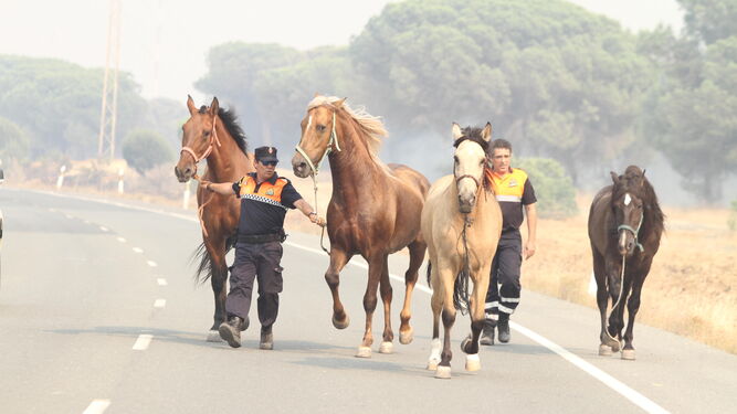 Dos agentes de Protección Civil trasladan a varios caballos a un espacio seguro para protegerlos de las llamas.