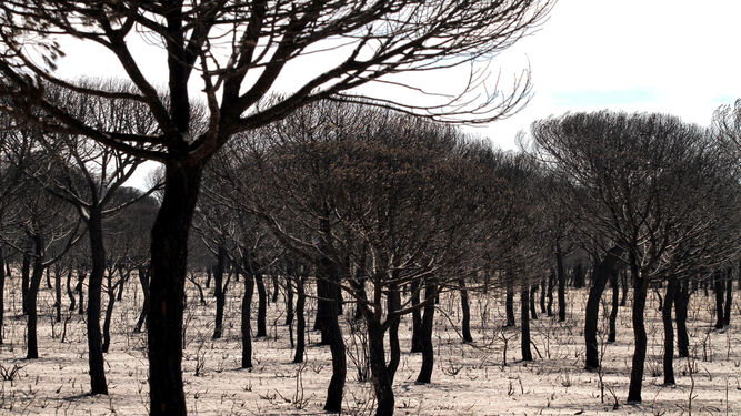 Pinos calcinados por el fuego que ha azotado a Doñana