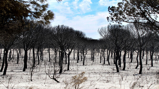 Zona de pinares arrasada por las llamas en las inmediaciones de la Cuesta Maneli.