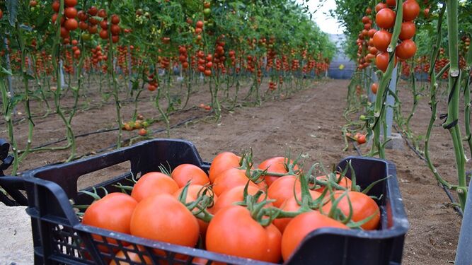 Finca para el cultivo de tomate ecológico.